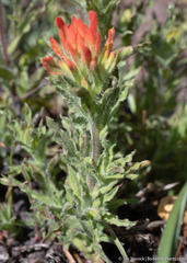 Castilleja applegatei breweri