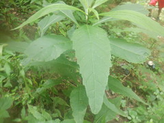 Verbesina alternifolia