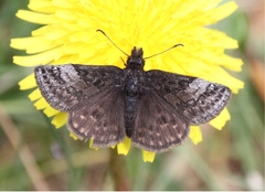 Erynnis icelus image
