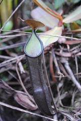 Nepenthes ramispina