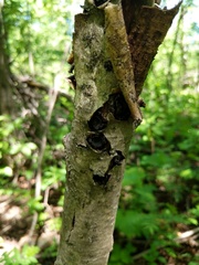 Biscogniauxia repanda