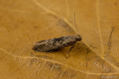 Phthorimaea operculella