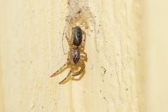 Segestria senoculata