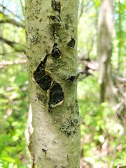 Biscogniauxia repanda