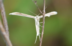 Hellinsia carphodactyla