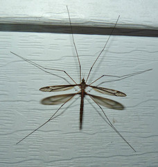 Tipula caloptera