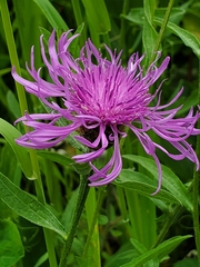Centaurea × moncktonii