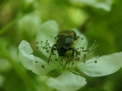 Trichiotinus assimilis