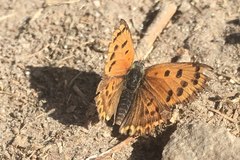 Lycaena panava