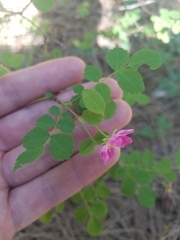 Rosa bridgesii