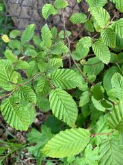 Carpinus betulus