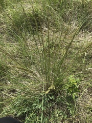 Festuca campestris