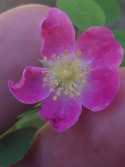 Rosa bridgesii
