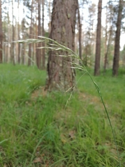 Helictochloa hookeri