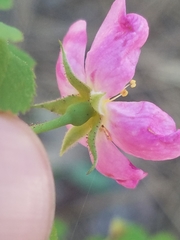 Rosa bridgesii