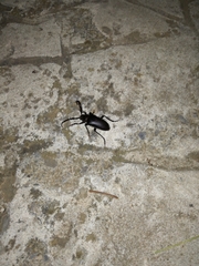 Prionus besikanus