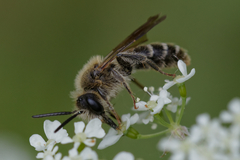 Andrena