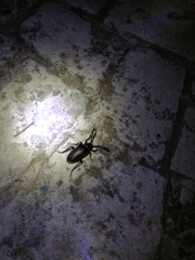 Prionus besikanus