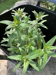 Lithospermum officinale