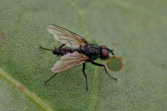 Anthomyiidae