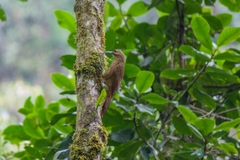 Xiphocolaptes promeropirhynchus