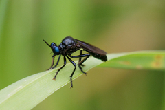 Dioctria atricapilla