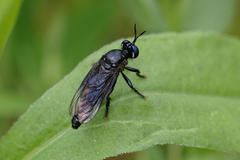 Dioctria atricapilla