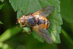 Tachina fera
