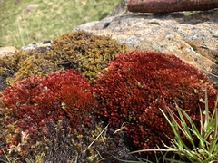Imbribryum alpinum