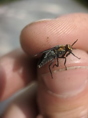 Chrysops cincticornis