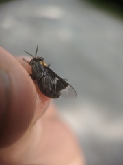 Chrysops cincticornis