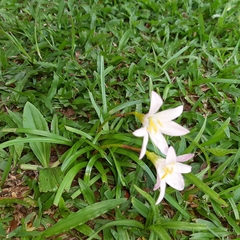 Zephyranthes atamasco