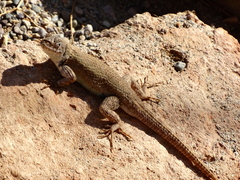 Sceloporus nelsoni