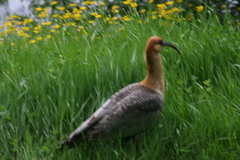 Theristicus melanopis