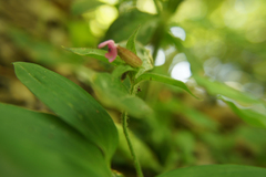 Silene × hampeana