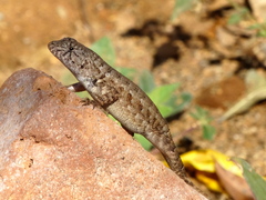 Sceloporus nelsoni