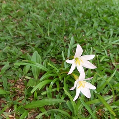 Zephyranthes atamasco