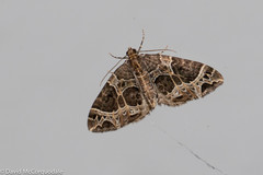 Ecliptopera silaceata