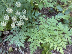 Ligusticum