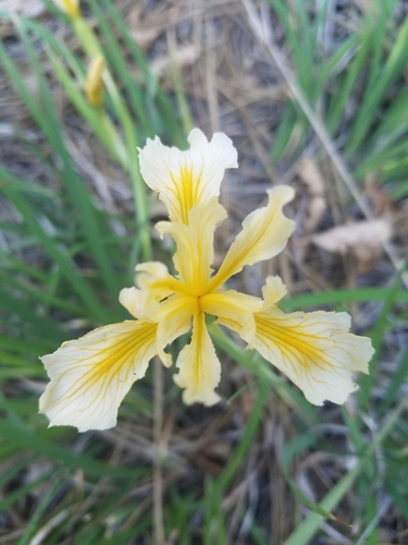 Iris hartwegii ssp. hartwegii
