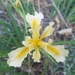 Hartweg's Iris - Photo (c) Kyle Brine, some rights reserved (CC BY-NC), uploaded by Kyle Brine