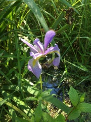 Iris virginica