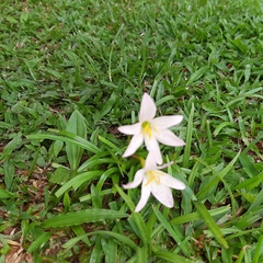 Zephyranthes atamasco