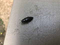 Buprestis striata