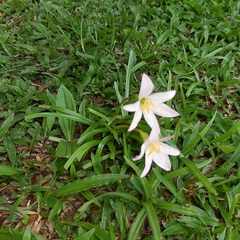 Zephyranthes atamasco