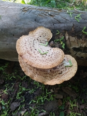 Cerioporus squamosus