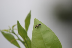 Ozodiceromyia nigrimana