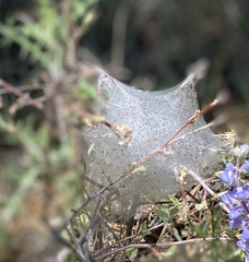 Tetranychus lintearius