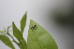 Ozodiceromyia nigrimana