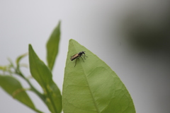 Ozodiceromyia nigrimana